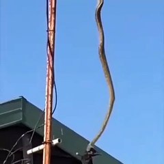 مشهد مخيف لأفعى متوحشة تلتهم طائر معلق في الهواء !