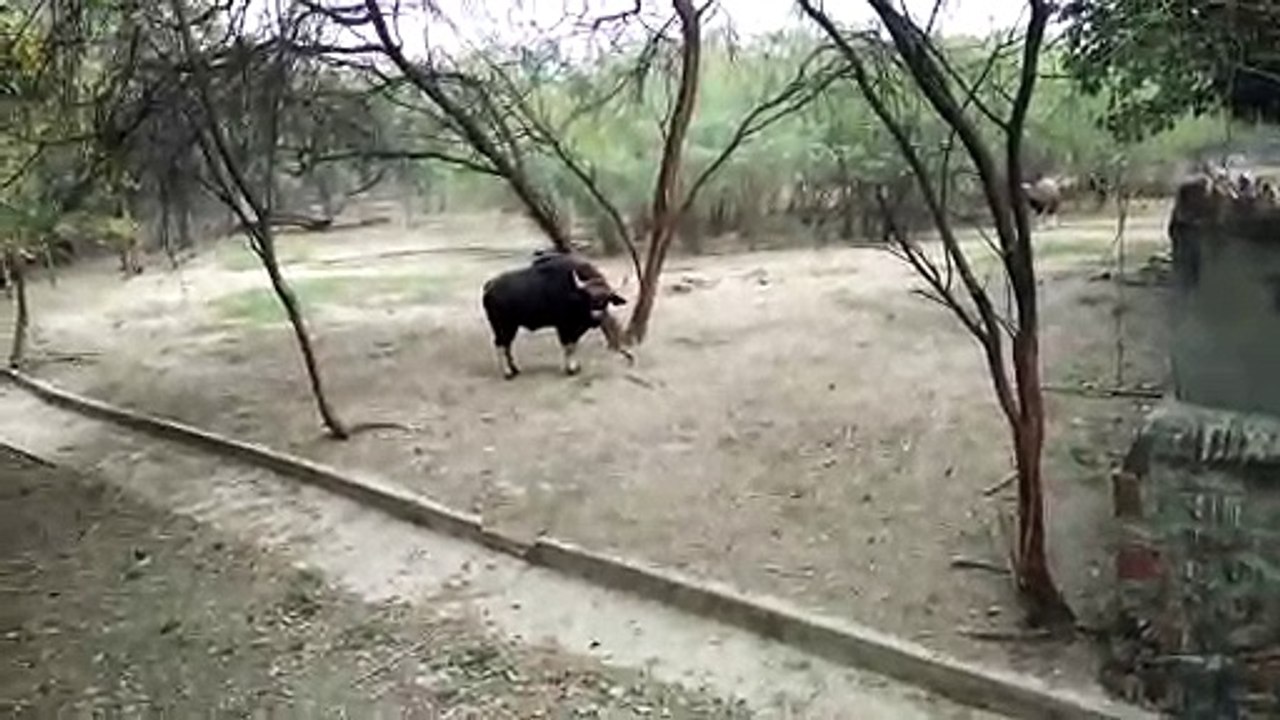 Bull in park
