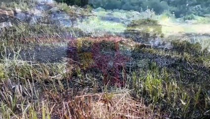 Vegetação rasteira é atingida por incêndio no Floresta