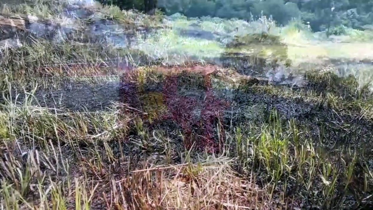 Vegetação rasteira é atingida por incêndio no Floresta