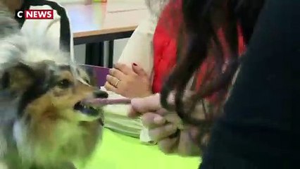 Des chiens comme thérapie dans les prisons