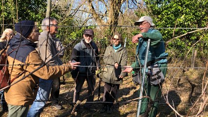 Conseils pour entretenir une vigne