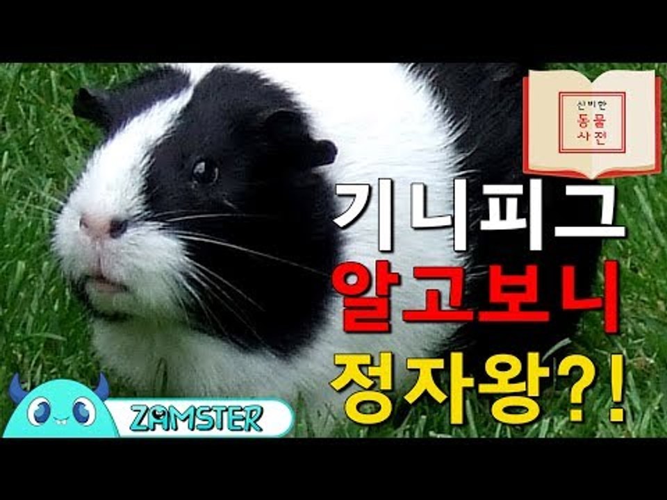 기니피그, 알고보니 정자왕?! [신비한 동물사전 8회] #잼스터