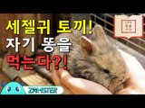 세젤귀 토끼, 자기 똥을 먹는다?! [신비한 동물사전 3회] #잼스터