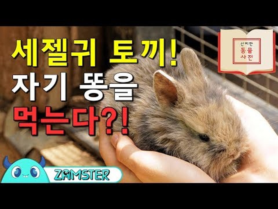 세젤귀 토끼, 자기 똥을 먹는다?! [신비한 동물사전 3회] #잼스터