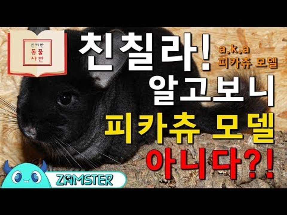 친칠라! 알고보니 피카츄 모델 아니다?! [신비한 동물사전 9회] #잼스터