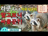 미국너구리 라쿤! 타고난 싸움꾼?! [신비한 동물사전 6회] #잼스터