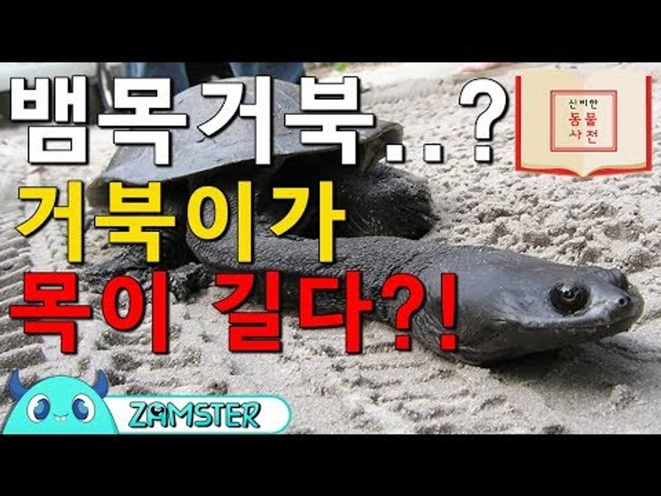 거북이가 목이...길다?! 뱀목거북! [신비한 동물사전 10회] #잼스터