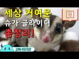 슈가 글라이더! 국내에 병원 없다?! [신비한 동물사전 5회] #잼스터