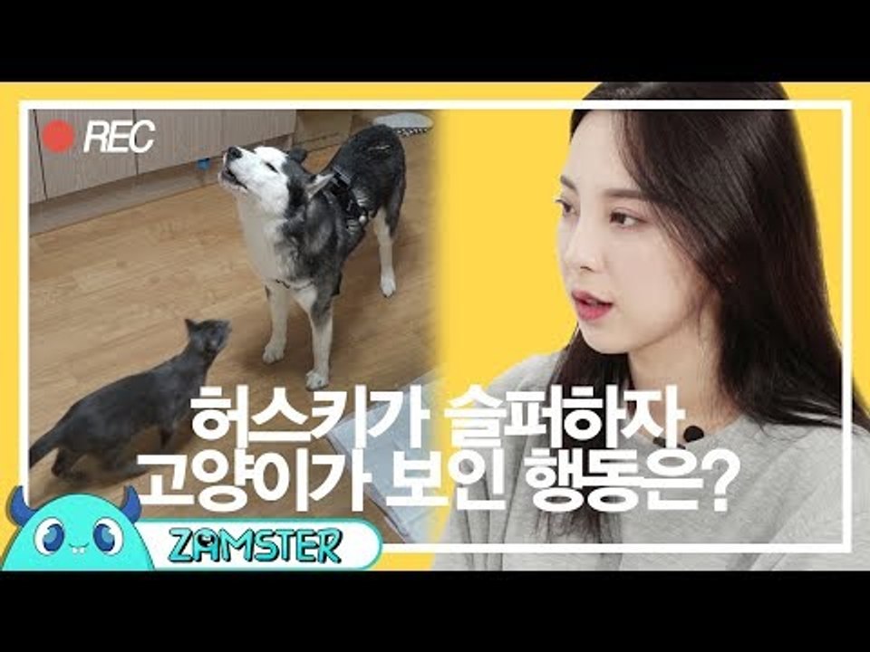 허스키와 시바견을 대하는 고양이의 태도 차이 [마이펫의 은밀한 사생활 2회] #잼스터
