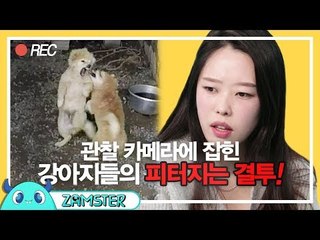 피터지게 싸우더니 급 화해하는 이상한 강아지들 [마이펫의 은밀한 사생활 5회] #잼스터