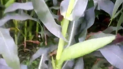 গ্রাম বাংলার ফসলি মাঠের অপরূপ সুন্দর  দৃশ্য।_