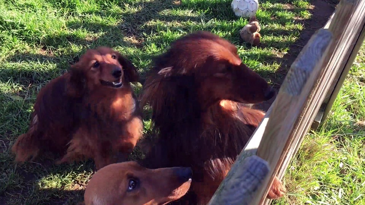 Yago, teckel à poils longs de Machecoul part au Salon de l'agriculture