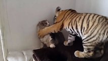 Un bébé tigre joue avec un chat... Amitié adorable et petits coups de griffe