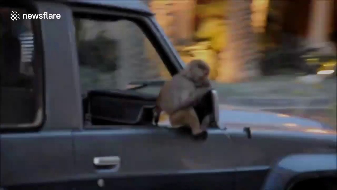 Ce singe est tranquillement assis sur un 4x4 qui roule au Qatar