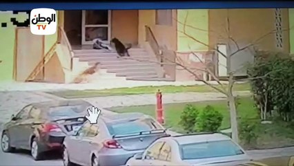 إصابات بالغة  طفل مدينتي بعد هجوم الكلاب عليه