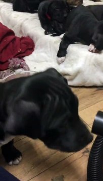 Ces chiot découvrent l'aspirateur.. comment ça marche ?