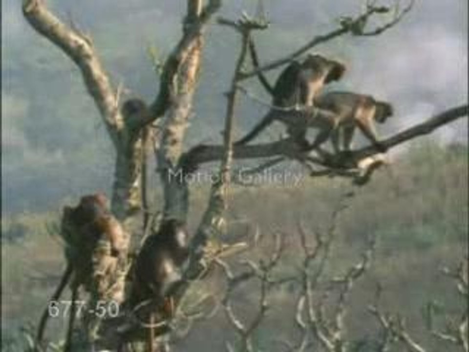 Monkeys