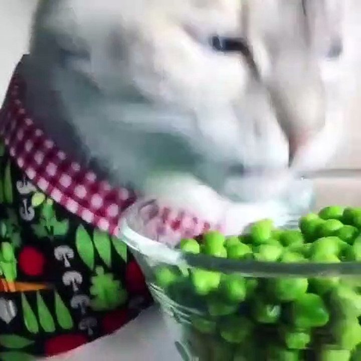 DOG & CAT 3