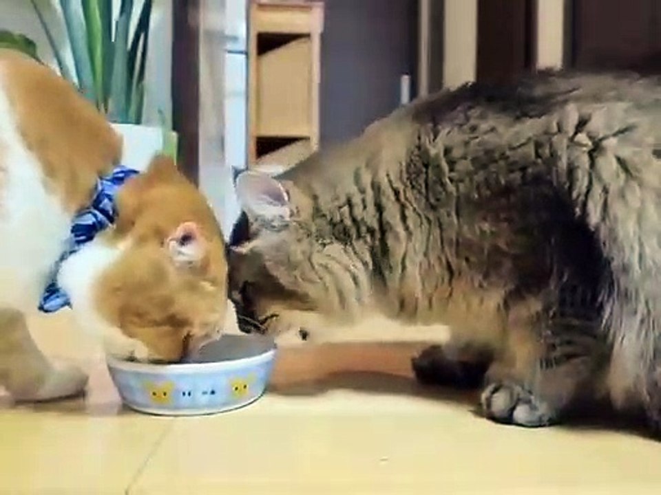 DOG & CAT 2