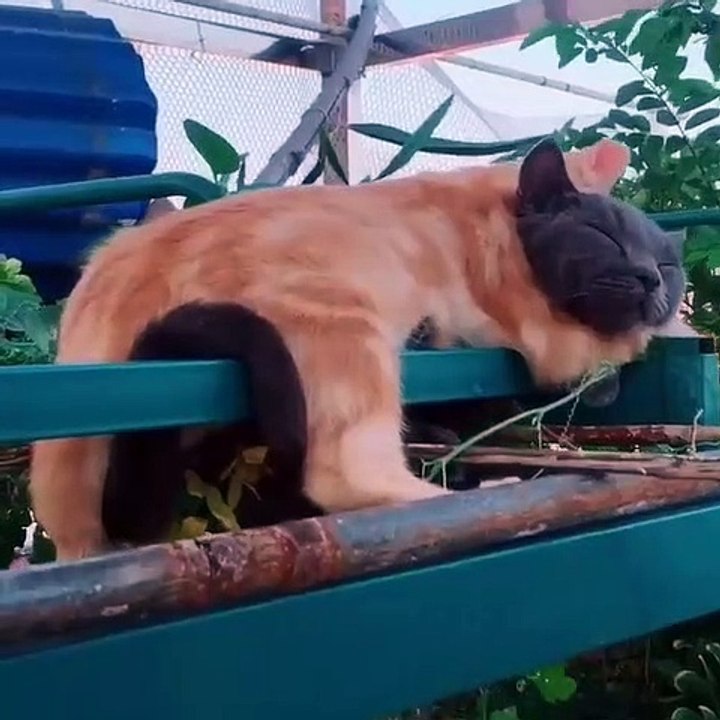 Dog & cat 7