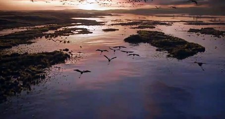 The Lion King (2019) 🦁 Disney Movie