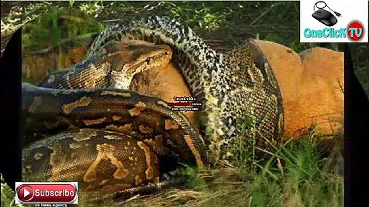 SNAKE ATTACK HUMAN//NYOKA AMDHURU BINADAMU
