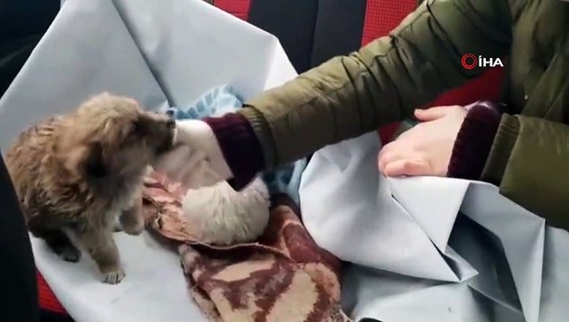 Ormanlık alana terk edilmiş 8'i yavru 12 köpek donmak üzereyken bulundu