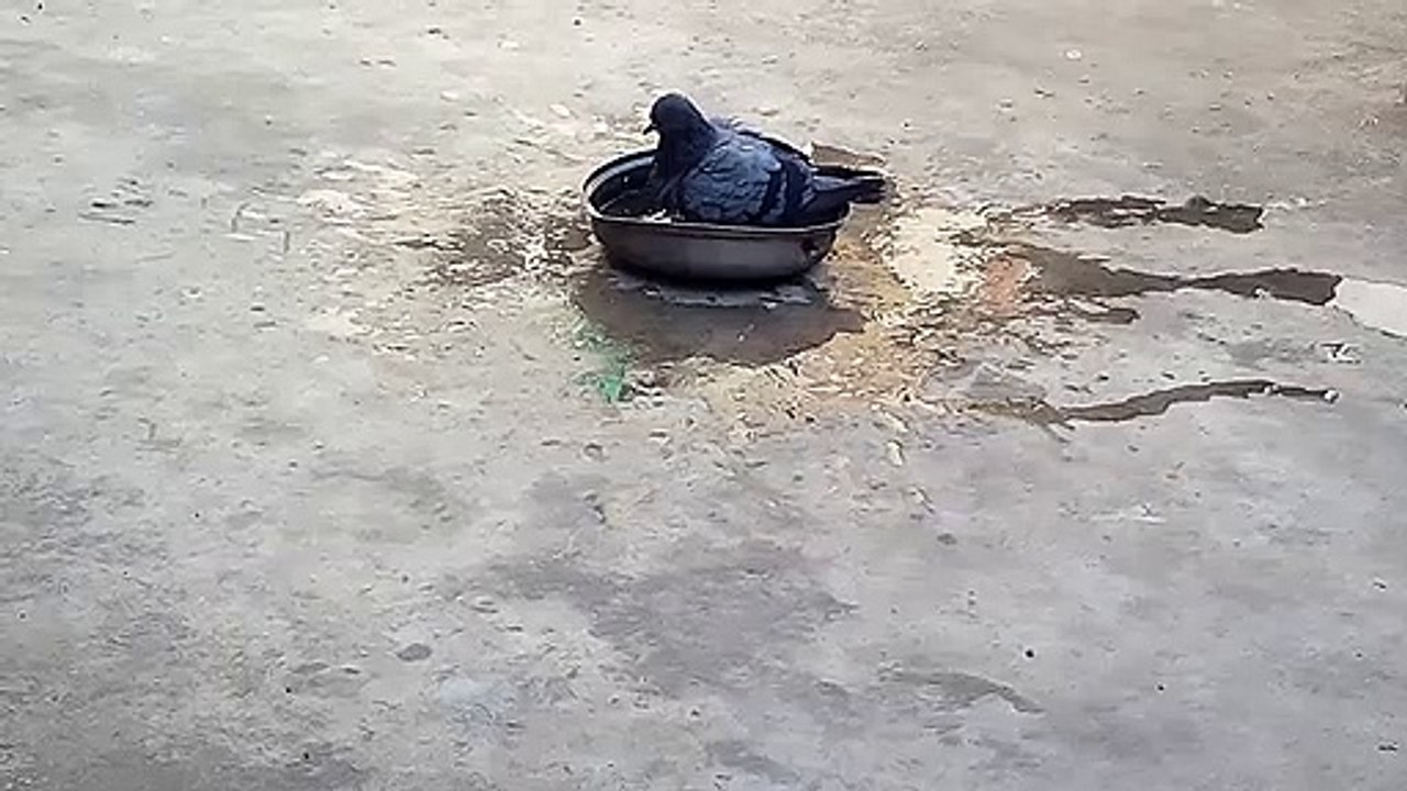 A Pigeons is taking bath.Un pigeons prend son bain.