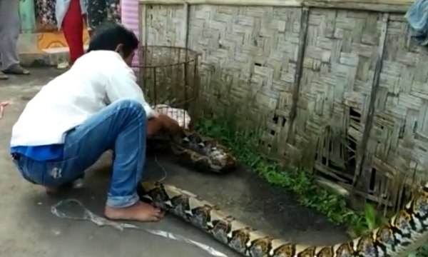 Warga Sukabumi Tangkap Ular Piton Pemangsa Ayam Ternak