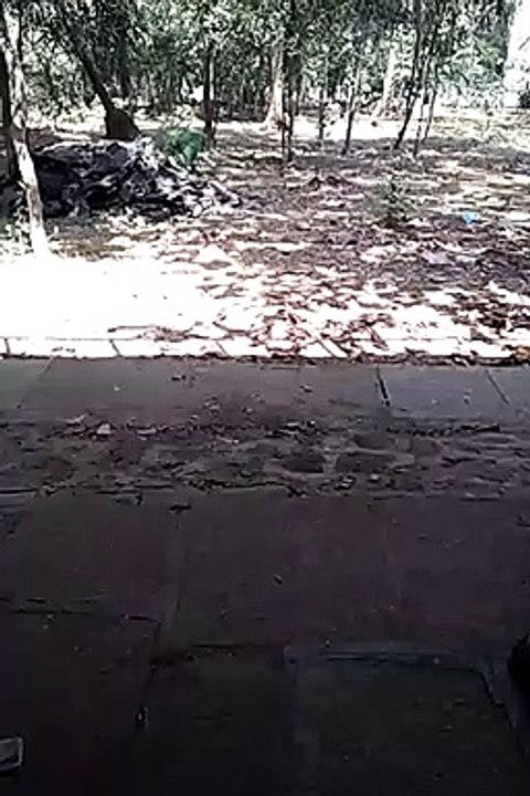 Jungle view