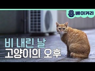 비 내린 날의 고양이 - 집사인 게 자랑3 5회 비하인드