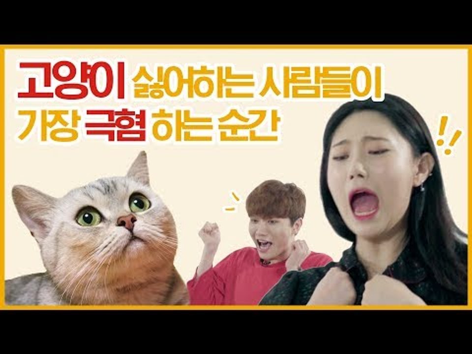 고양이 싫어하면 정 없는 사람임? 고양이 싫어하는 사람들의 속사정 [싫존주의자] EP.2