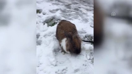 Evcil Tavşanın Kar Sevinci