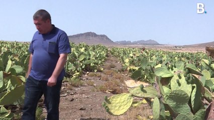 Le figuier de Barbarie à la rescousse de ce village algérien
