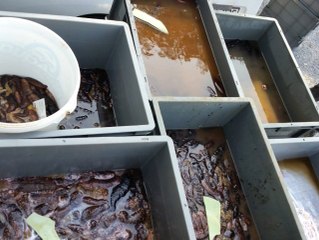 Söke'de Yasak Avcılığa Geçit Yok