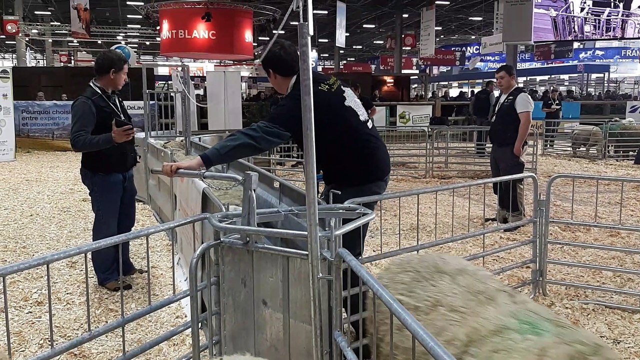 L'épreuve du tri de moutons au salon de l'agriculture 2019 à Paris.