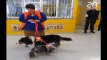 Des chiens pour soulager les détenues à Nantes