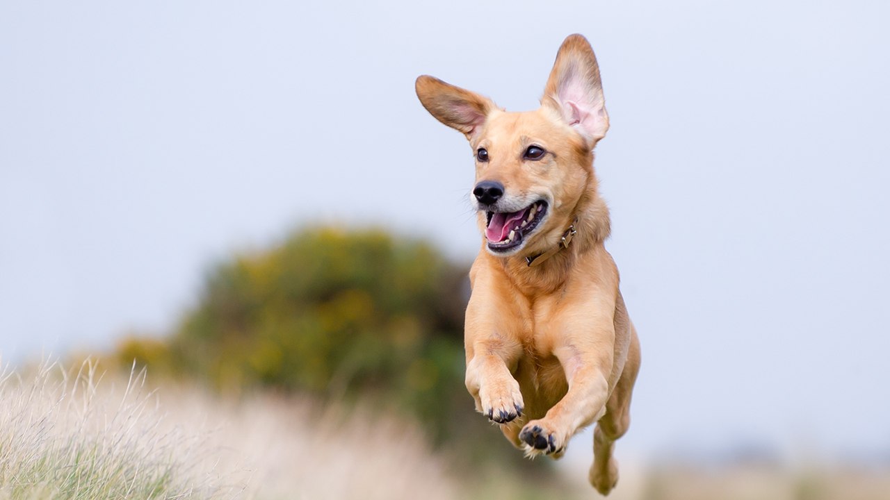 Lebensweisheiten, die wir von Hunden lernen können