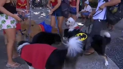 Βραζιλία: Καρναβάλι για κατοικίδια