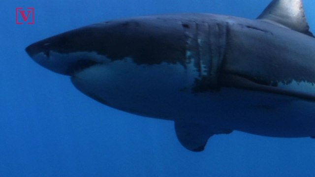 'Mutating' Great White Sharks Could Help Fight Cancer in Humans New Study Shows