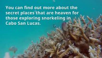Snorkeling in Cabo San Lucas - Tours Cabo