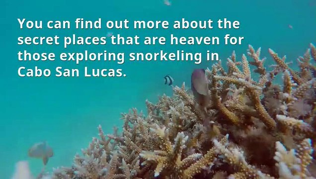 Snorkeling in Cabo San Lucas - Tours Cabo