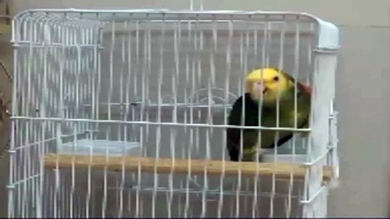 ببغاء يقرأ القراّن بطريقة عجيبة