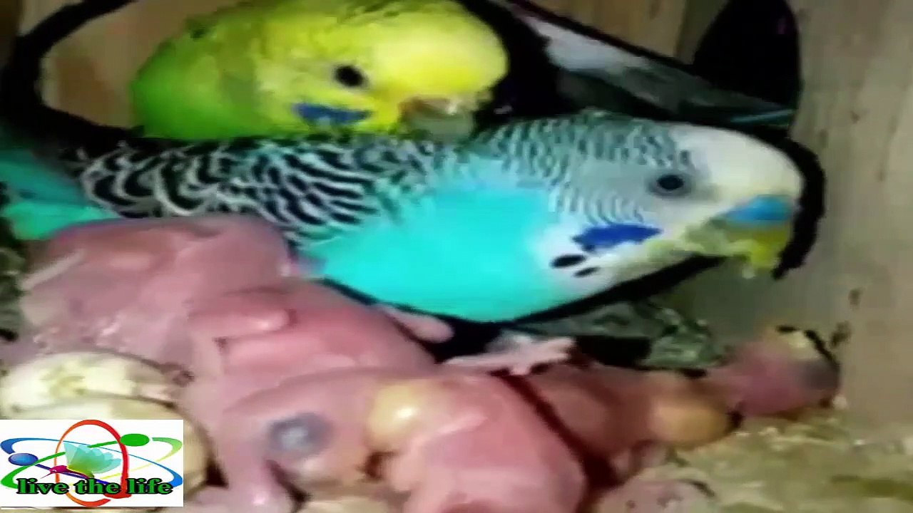 The life of the family composition of Canaries