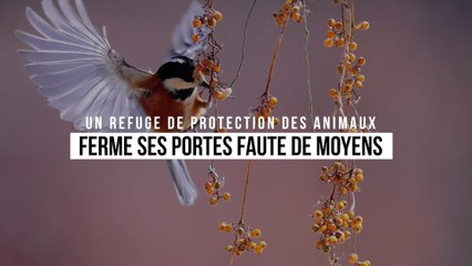 Un refuge pour animaux sauvages blessés ferme ses portes faute de moyens