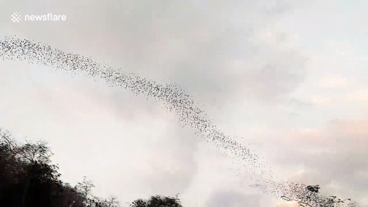 Migrating birds stun Thai locals as they ripple through the air