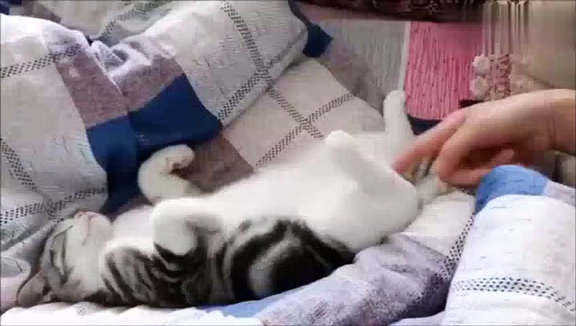 ⁣他们不让他休息，可怜的小猫