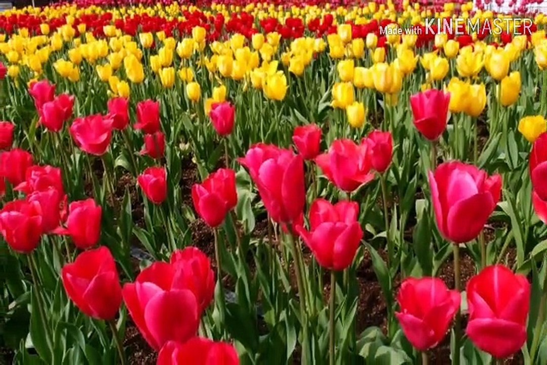 হতাশা ও দুশ্চিন্তা থেকে মুক্তির সহজ কৌশল – way to get rid of frustration and thinking