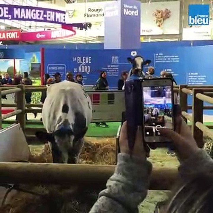 Imminence, vache égérie du Salon de l'agriculture, reste cool sous les flashs